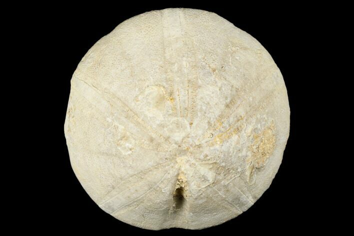 Jurassic Sea Urchin (Clypeus) Fossil - England #177053